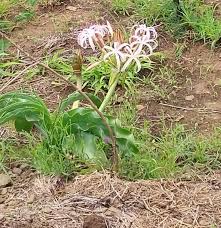 Image result for Crinum buphanoides