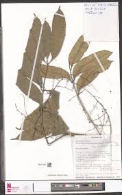 Image result for Sorindeia winkleri