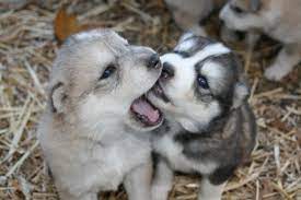 Descubrí la mejor forma de comprar online. Fondos De Pantalla Animales Perro Animales Bebes Cachorros Husky Siberiano Malamute De Alaska Perrito Vertebrado Perro Como Mamifero Perro Raza Perro De Groenlandia Carnivoro Cruces De Perros Raza Canina Akita Inu