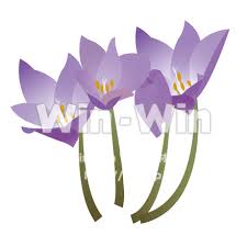 イヌサフラン W 006350 の無料cg イラスト素材