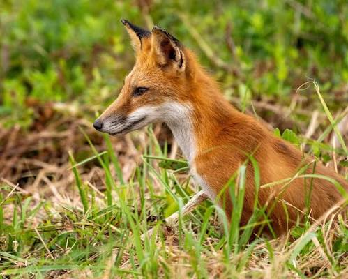 The Foxes of Bombay Hook NWR — Bill Reichhardt Photography