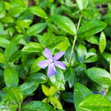 Image result for Apocynaceae subfamily Periplocoideae