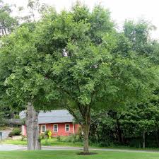 Image result for Ulmus parvifolia