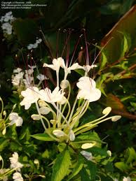 Image result for Rotheca wildii