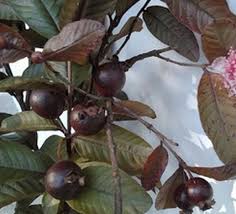 Untuk lebih mengenal penyakit apa saja yang bisa diatasi dengan mengkonsumsi jambu biji dalam jumlah besar, silahkan menyimak ulasan di bawah ini. Jual Tanaman Jambu Biji Merah Australia Bibitbunga Com
