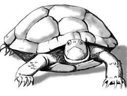 Check spelling or type a new query. How To Draw A Turtle Draw Central