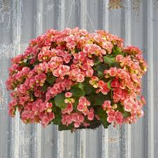 Vibrant And Sun Tolerant These Luxurious Solenia Begonia Blooms Drape Effortlessly To Create A Gorgeou Hanging Plants Hanging Plants Diy Hanging Plants Indoor