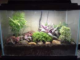 Turning An Aquarium Into A Large Terrarium Large Terrarium Fish Tank Terrarium Fish Tank Garden The key to making an attractive terrarium that will thrive is to layer gravel, charcoal and soil to create a suitable growing environment for your plants.