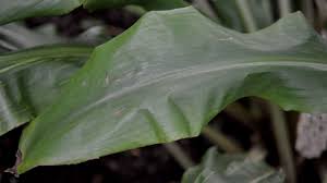 Image result for Palisota mannii