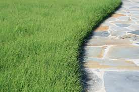 It can handle regular foot traffic and is also a sterile grass making it a. Hey California You Can Still Have A Lawn Here Are Five Water Wise Alternatives Los Angeles Times