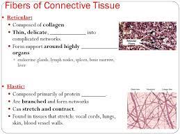 Connective Tissue Components 3 Major Components Of Connective Tissue Extracellular Fibers Ground Substance Cells Extracellular Ppt Download