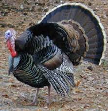 It can be either kısır or bulgur pilavı. Animal Facts Turkeys