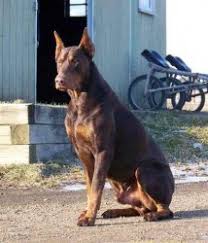 Doberman puppies for sale from stojke dobermann. 100 European Doberman Pinscher Puppies Parents Imported Johannesburg Free Classifieds In South Africa