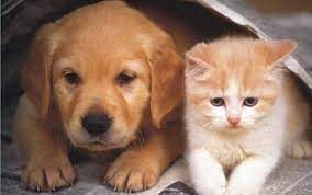 Teddybear64 Wallpaper Dog And Cat Wallpaper Cute Cats And Dogs Cute Dogs Dog Cat