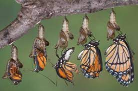 Butterflies Life Cycle Lovetoknow