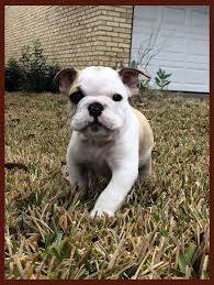 It is an american born breed which was originally a crossed breed dog between an english white terrier which is now. English Bulldog Puppy Early Obedience Training English Bulldog Puppies Newborn Cutest Bulldog Puppy Training English Bulldog Puppies English Bulldog Puppy