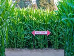Although it's not necessary to plant four times the amount of seed that you actually want to grow, a little extra doesn't hurt, if only to ensure good germination. Tips Information About Corn Gardening Know How