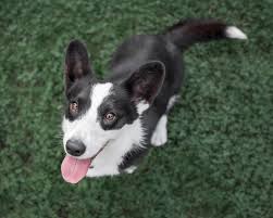 If you have a dog that becomes aggressive when being groomed due to fear or aggressive tendencies, you and any professional groomers working with your dog will need to know how to handle and groom an aggressive dog. Pet Grooming In Lafayette St Francis Veterinary Hospital