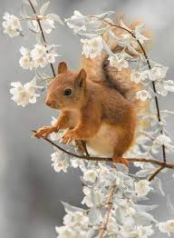 Flowering Squirrel Cute Animals Nature Animals Animals Wild