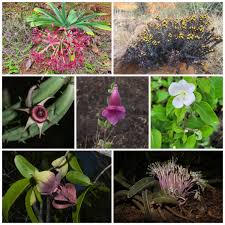 Image result for Cynanchum mossambicense