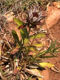 Image result for Macledium zeyheri