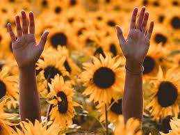 Tons of awesome desktop aesthetic sunflower wallpapers to download for free. Sunflowers Aesthetics Sunflower Aesthetic Wattpad