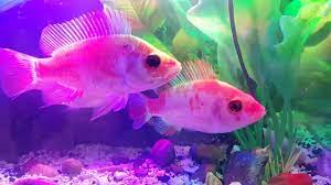 Video ini berdurasi 20 menit kalian bisa tonton bagian mana yang kalian suka, dengan waktu yang ada di bawah ini. Menatap Ikan Di Aquarium Youtube