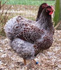 The australian wyandotte colour guide: 404 Page Not Found Chickens Backyard Beautiful Chickens Wyandotte Chicken