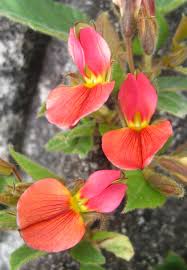 Image result for Rhynchosia totta