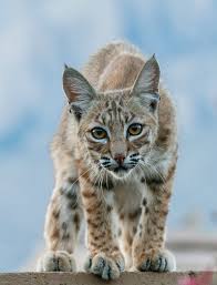 Devin Russel Shared With Us His Beautiful Shot Of A Bobcat That Wandered By His Home In Oro Valley Arizona The Bobcat Stayed On Animals Desert Animals Cats