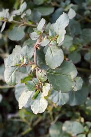 Image result for Trianthema