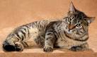 List of cat breeds - Wikipedia
