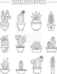 potted succulent drawing 62 best ideas tatouage succulente de plante dessin coloriage oiseaux coq du rocher