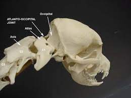 Check spelling or type a new query. Aai Atlantoaxial Instability In Dogs Cats Criticalcaredvm