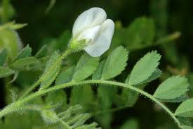 Image result for Cicer arietinum