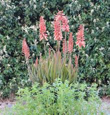 Image result for Asphodelaceae