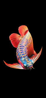 Pin Oleh Moether Htet Di Arwana Super Red Di 2020 Ikan Akuarium Hewan Ikan