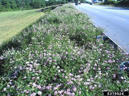 Image result for Securigera  varia