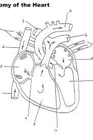 Keep your kids busy doing something fun and creative by printing out free coloring pages. Free Anatomy Physiology Coloring Pages Anatomy Coloring Book Anatomy And Physiology Coloring Books