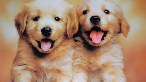 Puppies Wallpaper Hd 2021 Live Wallpaper Hd Cute Dog Photos Cute Puppy Wallpaper Cute Puppy Photos