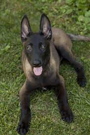 Belgian Malinois Malinois Dog Belgian Malinois Dog Dogs