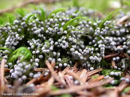 Image result for Melanospermum