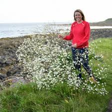 Image result for Crambe