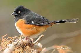 Image result for towhee