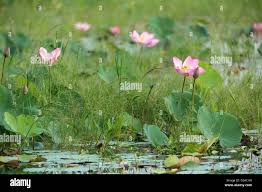 Image result for Lotus wildii