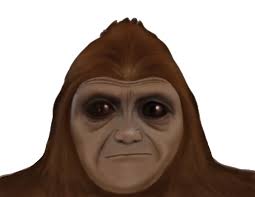 BFRO Report 77933: Camper is surprised to see a face looking back at him  from a ravine near TN/NC border SE of Tellico Plains