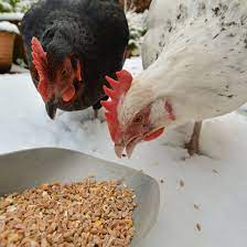 Chickens Eating Eggs 10 Ways To Stop Or Prevent It Backyard Poultry