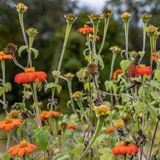 Image result for Tithonia rotundifolia
