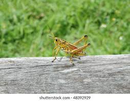 This is an eastern lubber grasshopper or florida giant orange grasshopper. Large Florida Yellow Grasshopper Stock Photo Edit Now 48392929