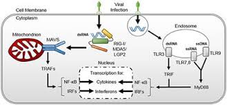 Necrotizing myositis (nm) is an extremely rare necrotizing soft tissue infection involving muscle. Frontiers Viral Sepsis In Children Pediatrics